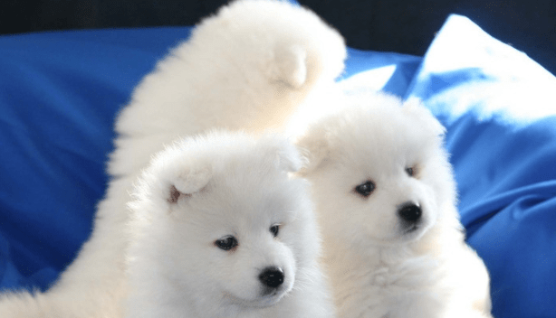 萨摩耶发烧了怎么办?这些征兆你要知道