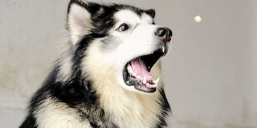 阿拉斯加犬怎么训练?这方法即好使又简单