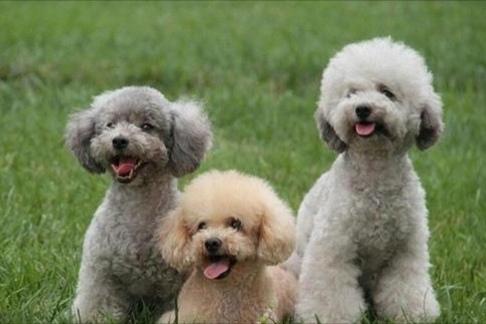 贵宾犬可以吃红薯吗?答案是肯定的