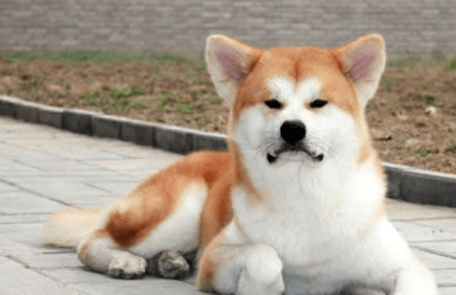 秋田犬吃什么？很多东西它都是可以吃的