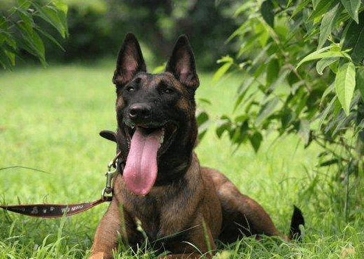 马犬如何训练,让你头疼的问题通通搞定