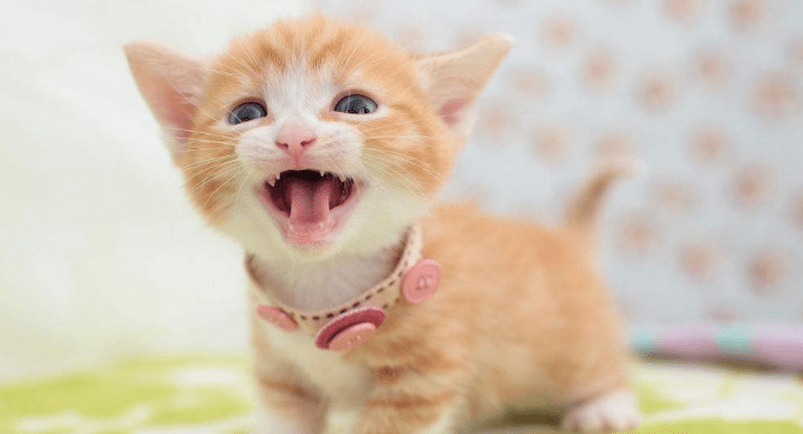 小猫几个月打疫苗，注意别错过最佳时间