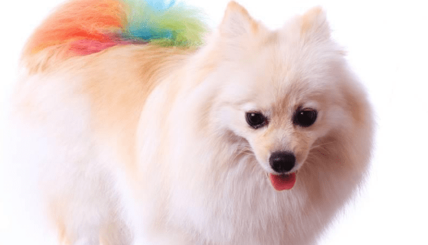 博美犬吐了怎么办,请对症下药勿乱来