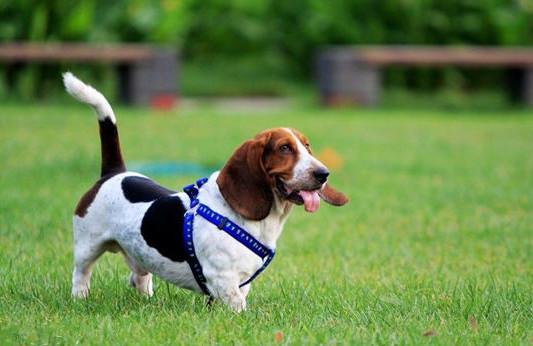 狗狗狂犬病症状,见到下面几点就提高警惕了