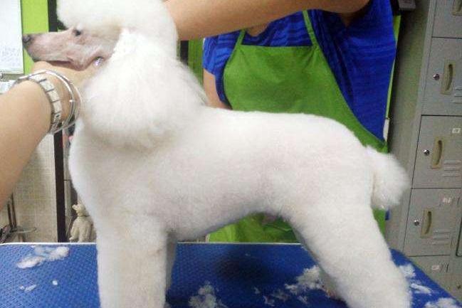 贵宾犬掉毛很厉害怎么办？找到原因对症治疗