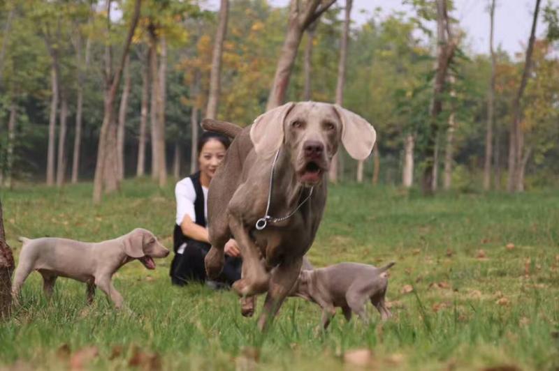 魏玛犬是烈性犬吗?应该怎么训练它