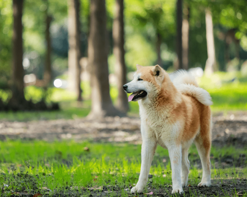 成年秋田犬多大,平均体重是在30公斤