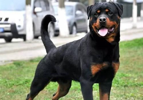 怎样训练罗威纳犬?一些常用的训练方法