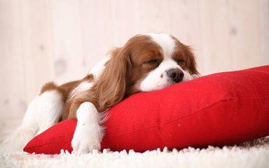 犬瘟热的症状,看看这些典型