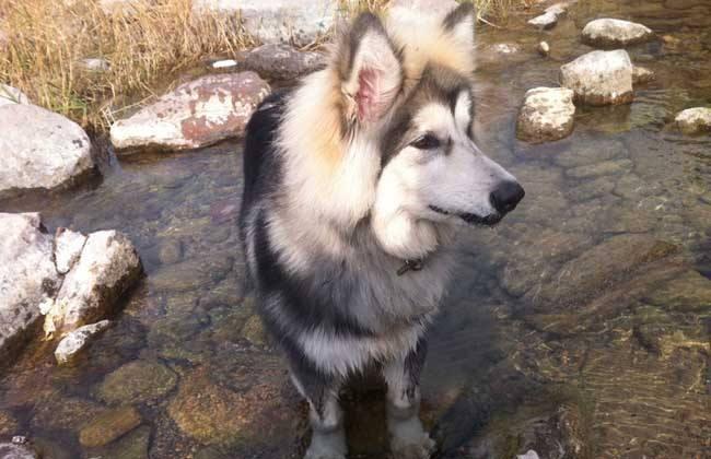 阿拉斯加犬训练方法,新手小白可以看看