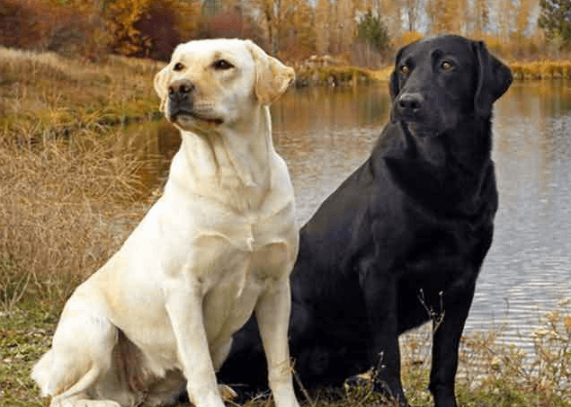 拉布拉多老是叫怎么办,百分之九十是因为这个