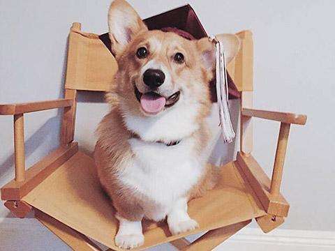 小狗狗的名字，就看你脑洞够不够大了