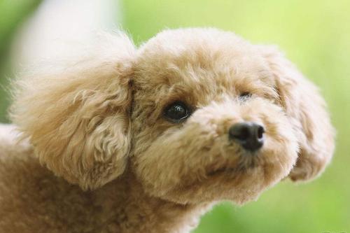 贵宾犬睡觉打呼怎么办?你得要找出具体原因