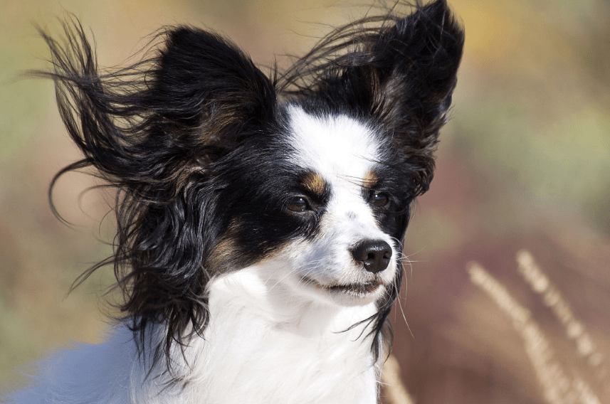 什么狗不掉毛？最不掉毛的五种狗