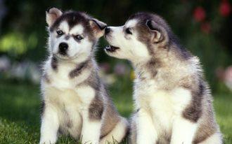 阿拉斯加犬晚上叫,要快速有效的解决这问题