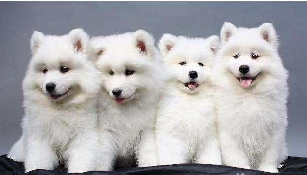 萨摩耶为什么扑人？都是训练出来的