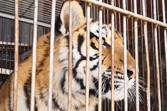 藏獒见到老虎的反应,你猜猜谁秒怂