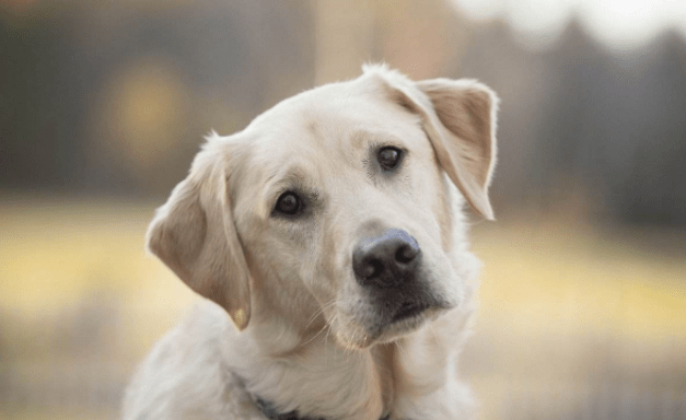 狗狗大便有血要怎么办？找到缘由才好治理