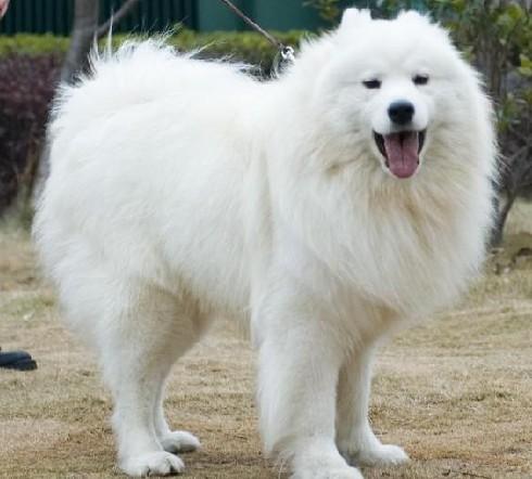 萨摩耶幼犬吃什么?其实也没那么娇贵