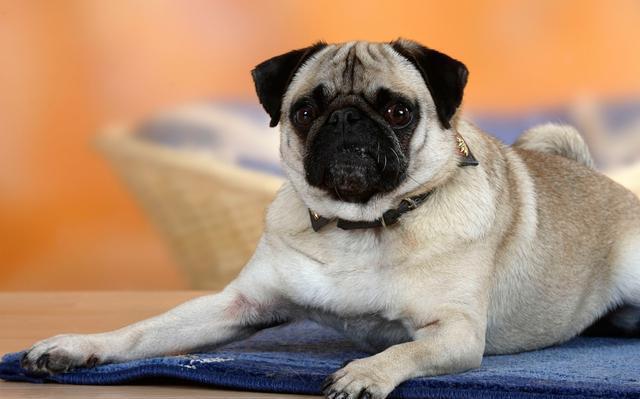 巴哥犬掉毛吗？是否掉毛还要看这些因素