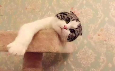 小猫鼻子上有黑垢,注意甄别这些情况