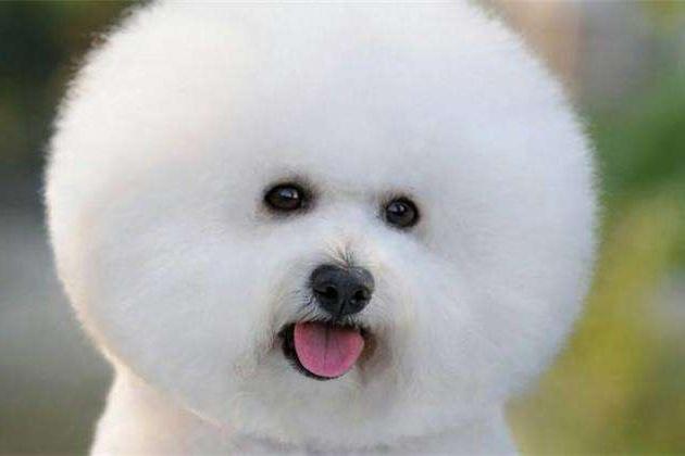 博美不吃狗粮可以吗？当然是不可以的