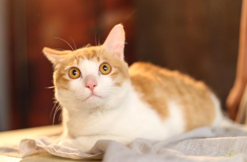 猫便秘怎么办？先从这些方面调理下