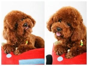 茶杯泰迪是怎么繁殖的,看完你会大吃一惊