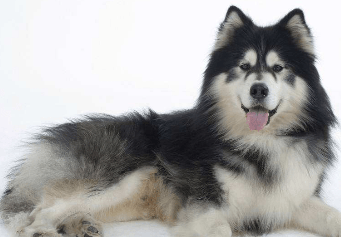 阿拉斯加雪橇犬吃什么，还不好好把控投食？