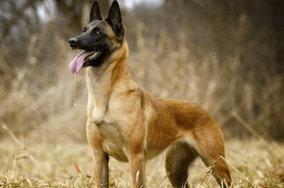 马犬多大可以训练?选对时间效果事半功倍