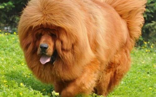 高加索犬性格怎么样,威猛身躯下柔弱的内心