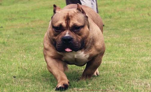 比特犬和恶霸犬的区别,一起来对比看一看