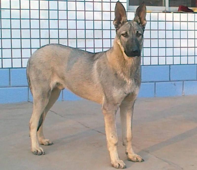 马犬和狼青哪个好?你喜欢的是哪一个