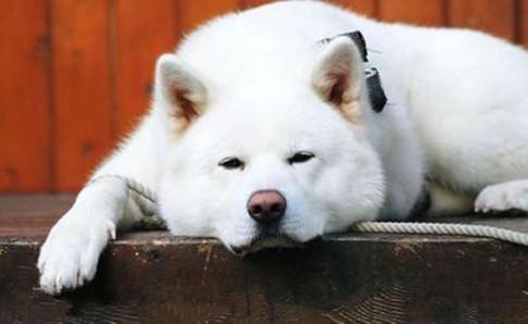 白秋田犬价格多少?购买之前要清楚