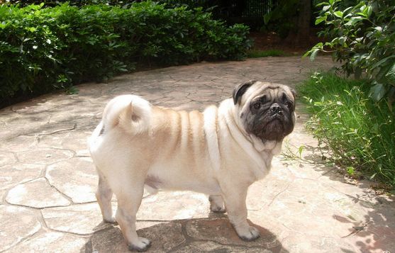 八哥犬的性格？到底是好还是坏呢