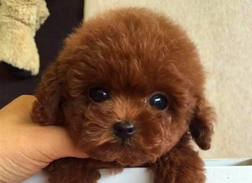 茶杯泰迪犬怎么训练，来看看训练师怎么说