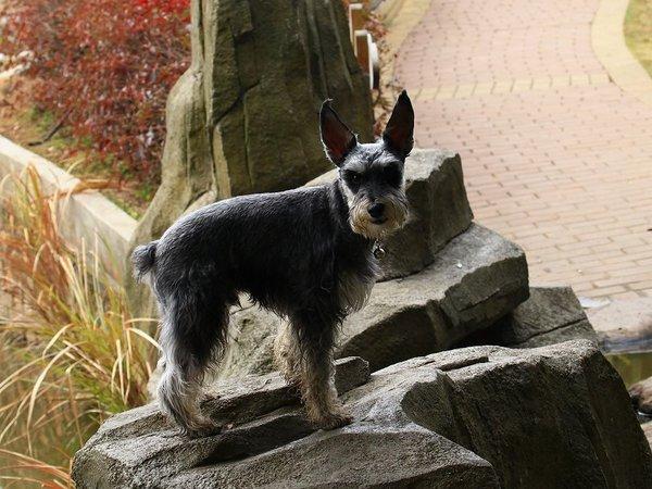 迷你雪纳瑞和标准雪纳瑞的区别，谁才是纯的？