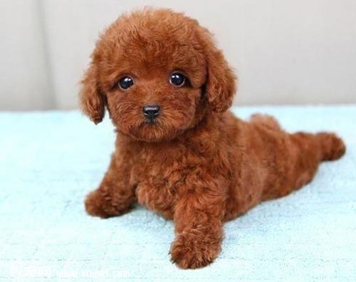 一只泰迪犬多少钱,做好功课不被带偏