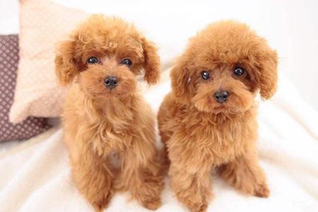 贵宾犬能吃火腿肠吗?当然是可以的,但要控制量