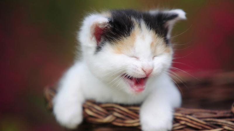 猫咪掉毛很严重怎么办?找对原因才好解决