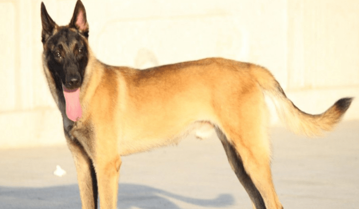 马犬吃什么狗粮，学着点把它喂的更健康