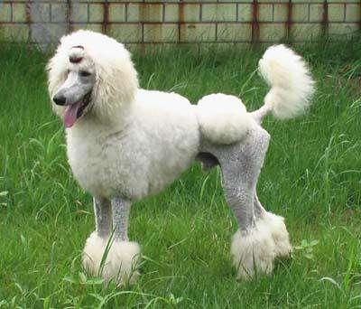 巨型贵宾犬的缺点，体型大还不是最重要的