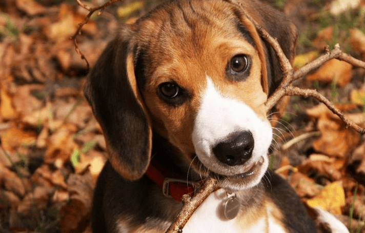 狗狗能活多少年 居然只有这么短的寿命!