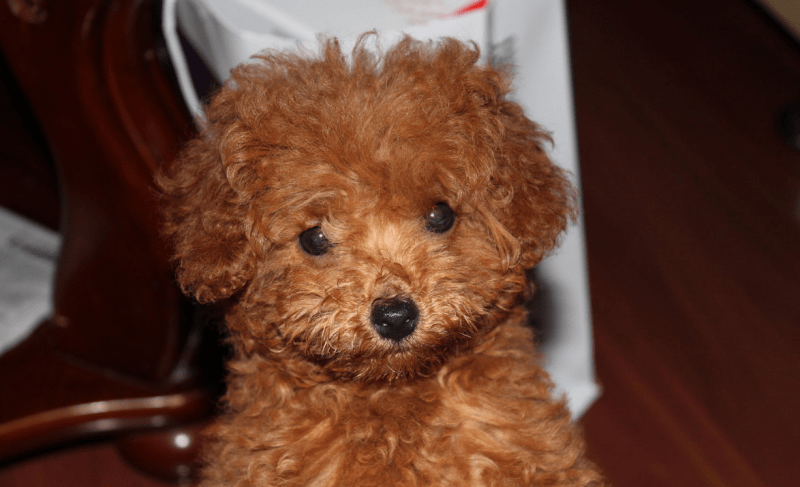 贵宾犬反胃呕吐怎么办？搞清楚具体原因很重要