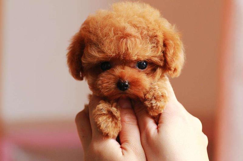 泰迪犬怀孕注意事项,吃喝住行都要小心谨慎