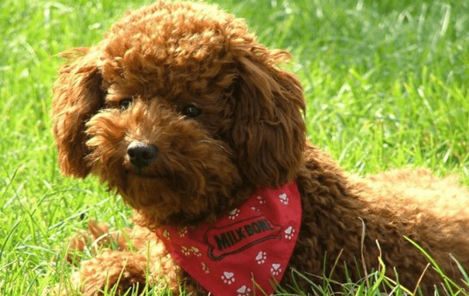 贵宾犬耳朵不长毛怎么办?排查下这些原因