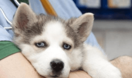 狗狗得抑郁症了怎么办？找到最根本的原因