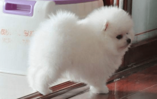 博美狗上吐下泻怎么办?首先就得找到原因