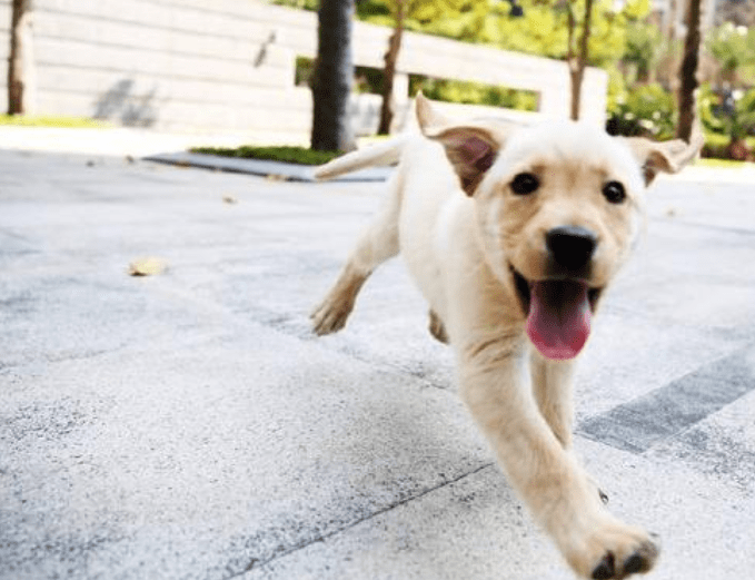 养狗还是养猫?也可以同时饲养的