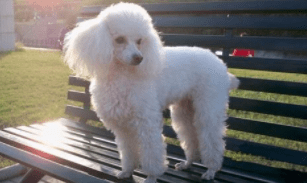 泰迪和贵宾犬哪个好养？不对比一下又如何知道